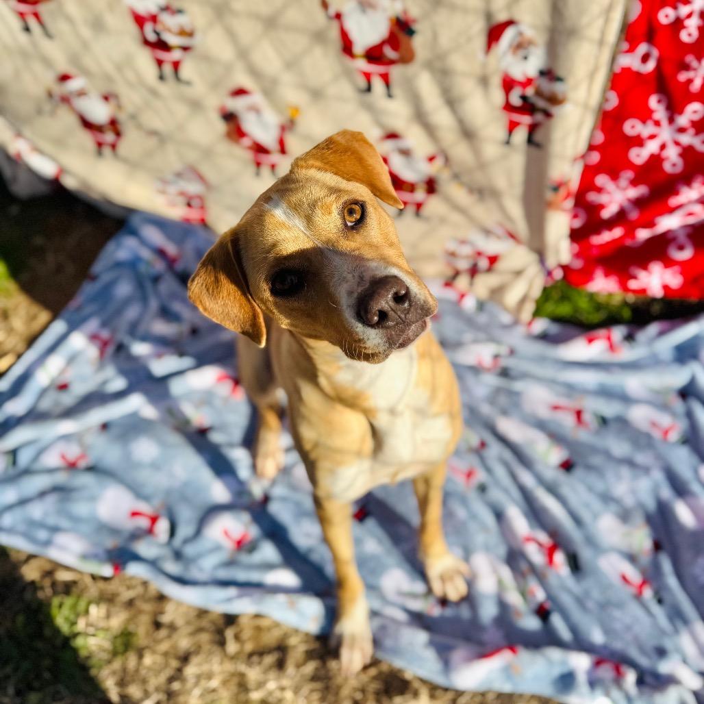 Enlarge Strudel, a Adoptable mixed breed in Brownsboro, AL image 2/4