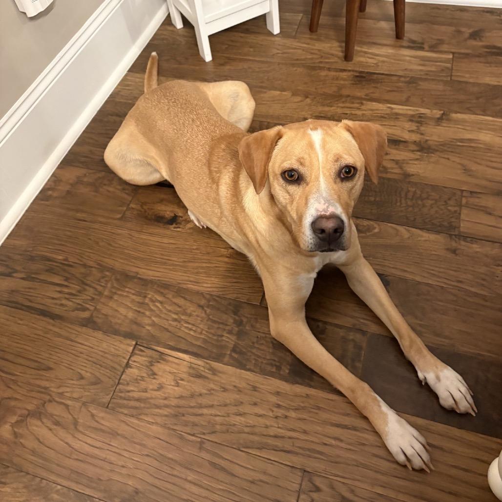 Strudel, a Adoptable mixed breed in Brownsboro, AL image 3/6