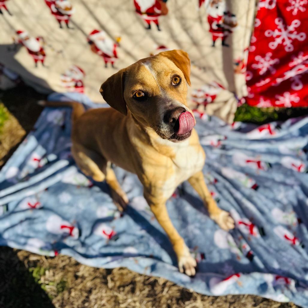 Strudel — thumbnail 4