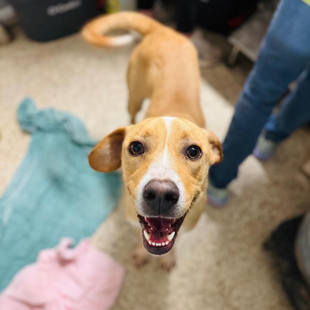 Enlarge Strudel, a Adoptable mixed breed in Brownsboro, AL image 4/4