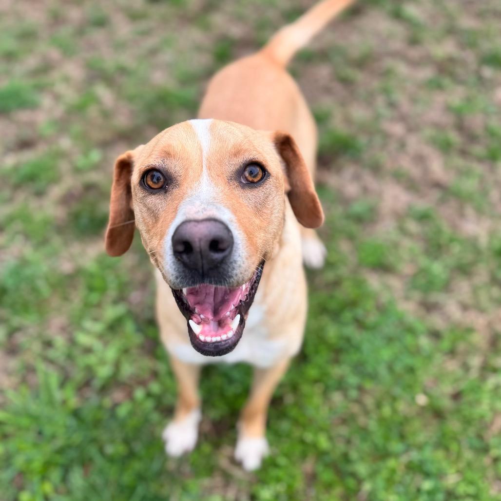 Enlarge Strudel, a Adoptable mixed breed in Brownsboro, AL image 6/6
