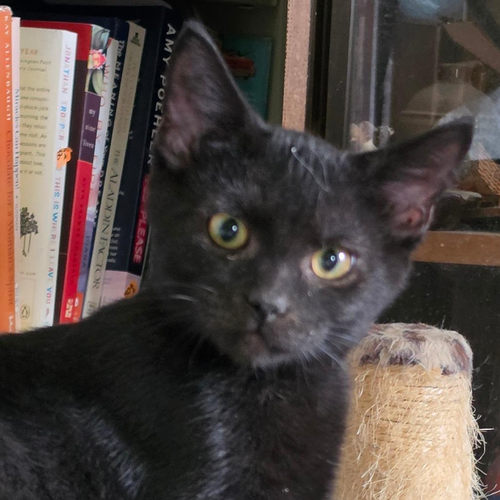 Enlarge Undertaker, a Adoptable Domestic Short Hair in Grinnell, IA image 1/2