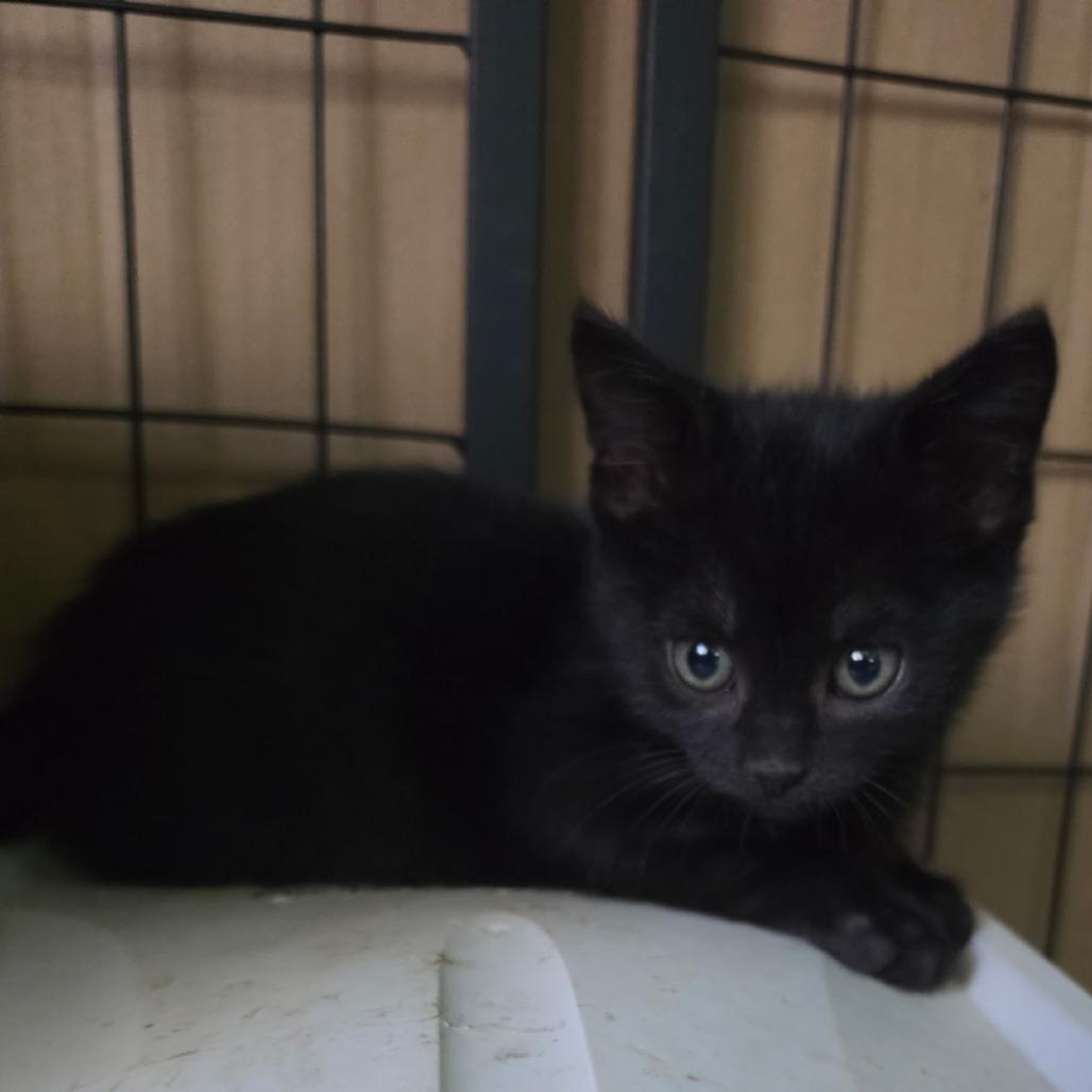 Enlarge Undertaker, a Adoptable Domestic Short Hair in Grinnell, IA image 2/2