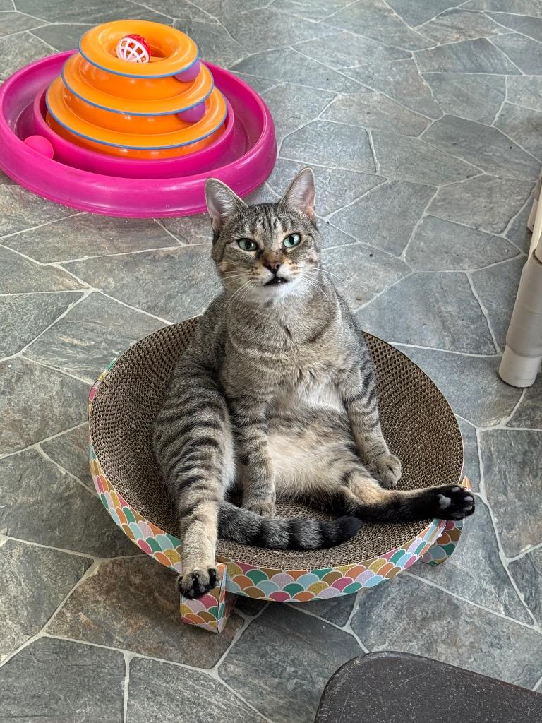 Hilda, Adoptable, Adult Female Domestic Short Hair.