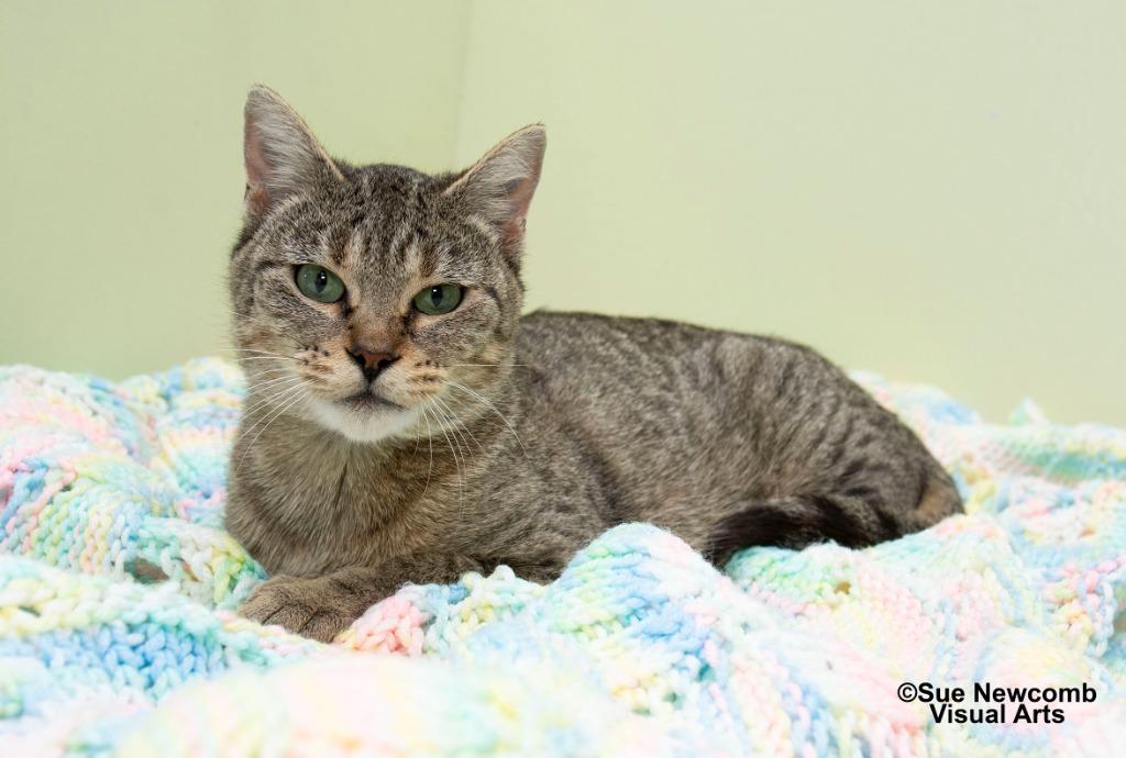 Hilda, a Adoptable mixed breed in Shorewood, IL image 2/5