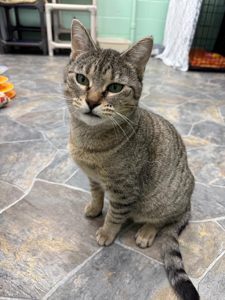 Hilda, a Adoptable mixed breed in Shorewood, IL image 3/5