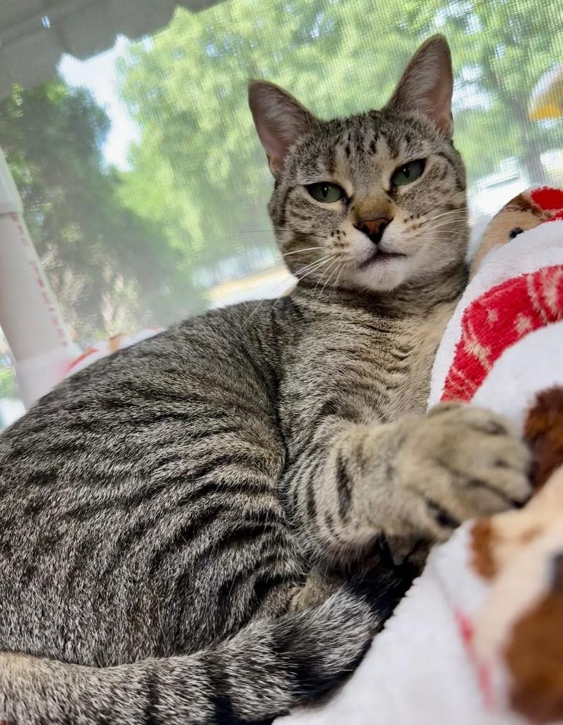 Hilda, a Adoptable mixed breed in Shorewood, IL image 4/5