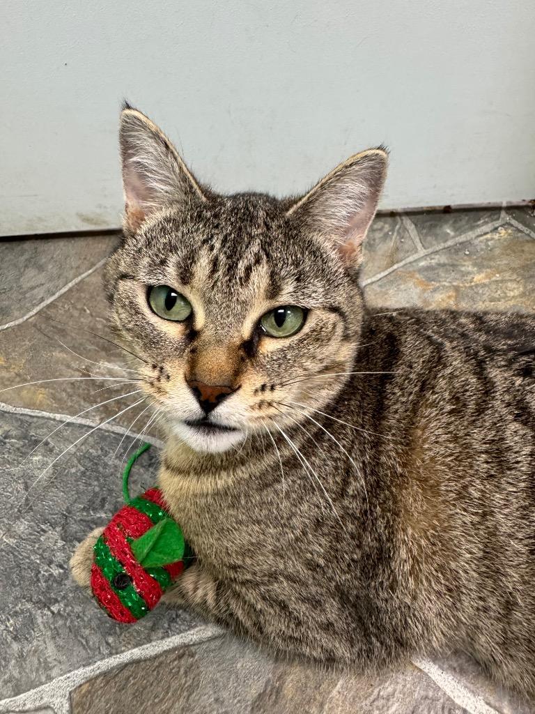 Hilda, a Adoptable mixed breed in Shorewood, IL image 5/5