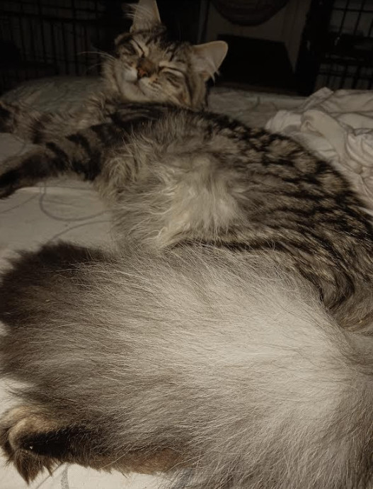 Archer, a Adopted Maine Coon in Nutley, NJ image 1/2