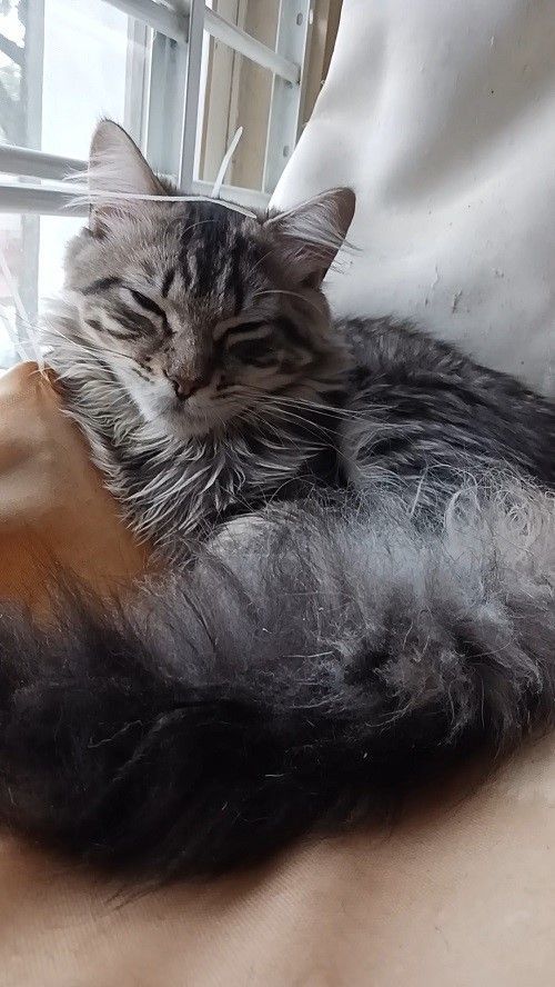 Archer, a Adopted Maine Coon in Nutley, NJ image 2/2