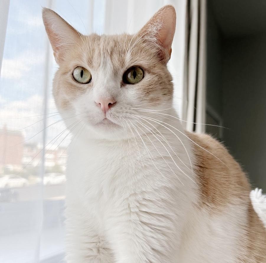 Enlarge Sterling, a Adoptable Tabby in Philadelphia, PA image 1/6