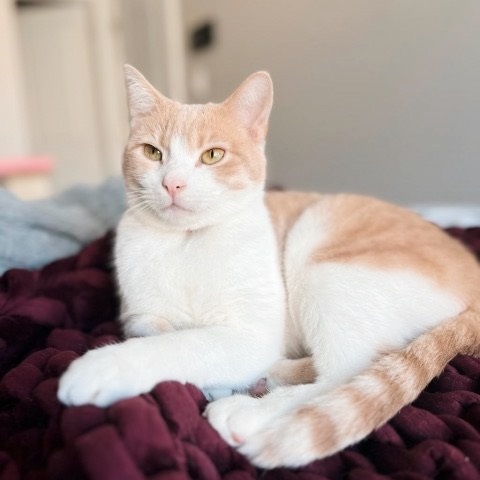 Enlarge Sterling, a Adoptable Tabby in Philadelphia, PA image 2/6