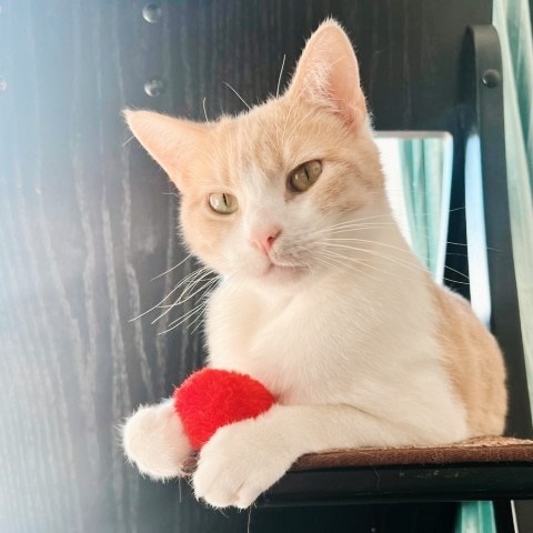 Sterling thumbnail 3