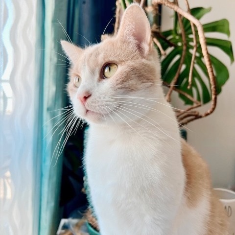 Sterling thumbnail 4