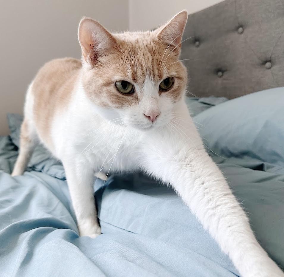 Enlarge Sterling, a Adoptable Tabby in Philadelphia, PA image 3/6