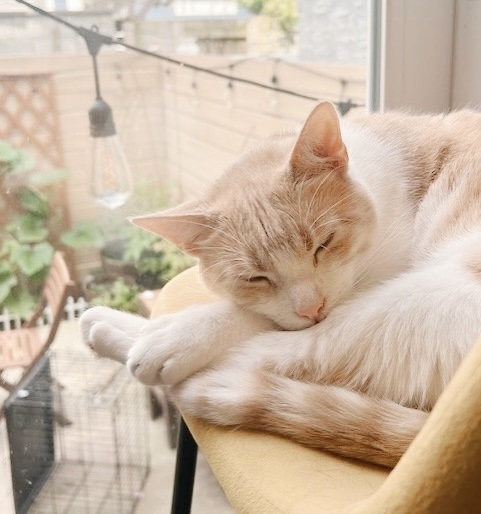 Enlarge Sterling, a Adoptable Tabby in Philadelphia, PA image 4/6