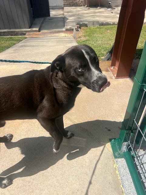 Enlarge Shiloh23247, a ADOPTABLE mixed breed in Rocky Mount, NC image 2/2