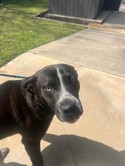 Enlarge Shiloh23247, a ADOPTABLE mixed breed in Rocky Mount, NC image 1/2