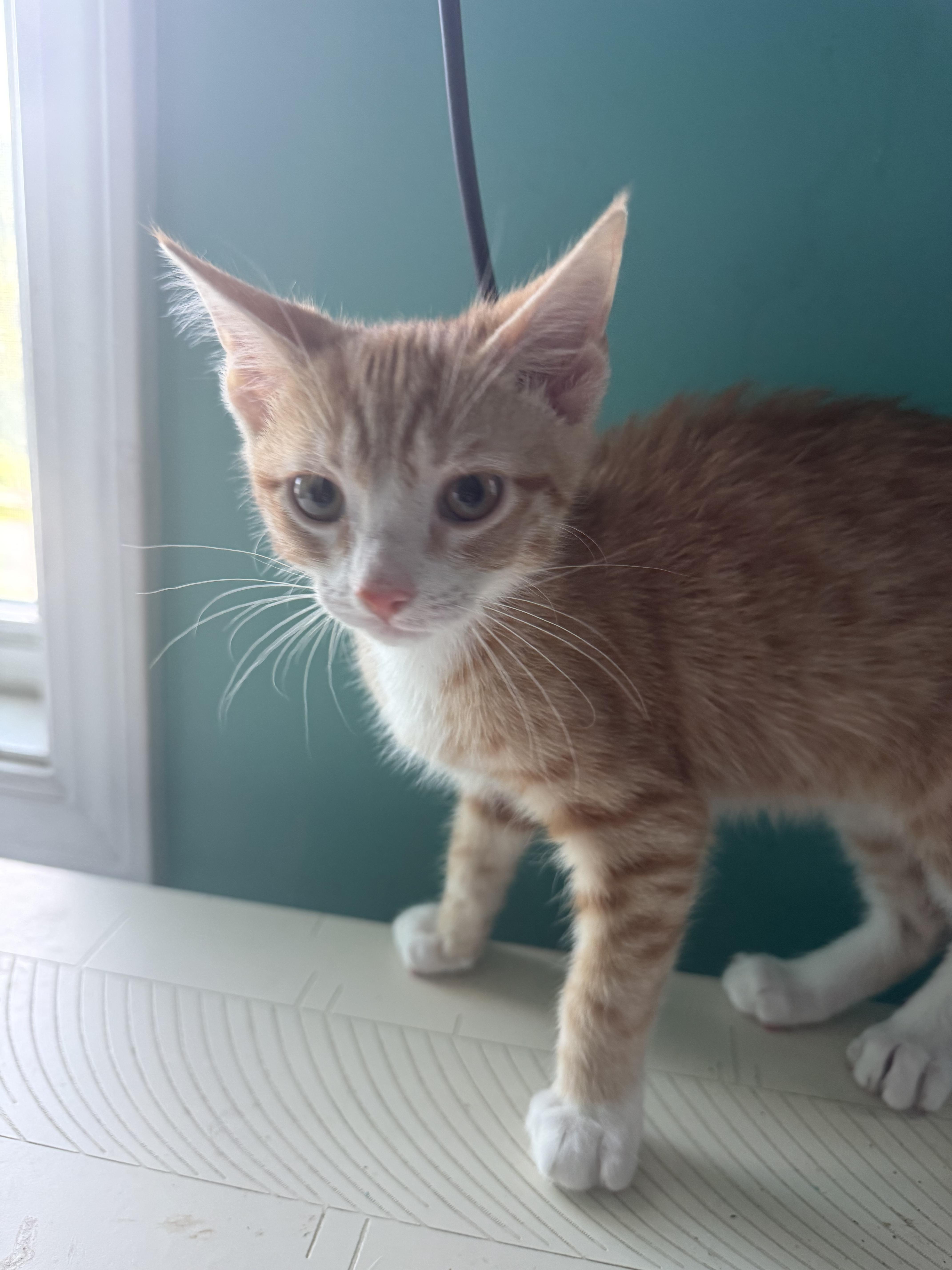 Phil, Adopted, Kitten Male Domestic Short Hair.