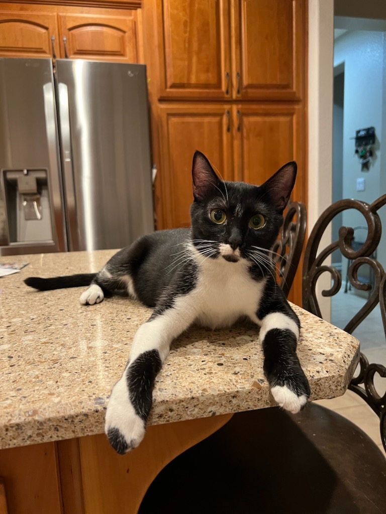 Enlarge Mouse, a Adopted mixed breed in Brentwood, CA image 3/3