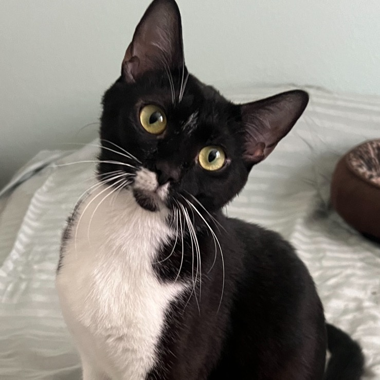 Enlarge Mouse, a Adopted mixed breed in Brentwood, CA image 2/3