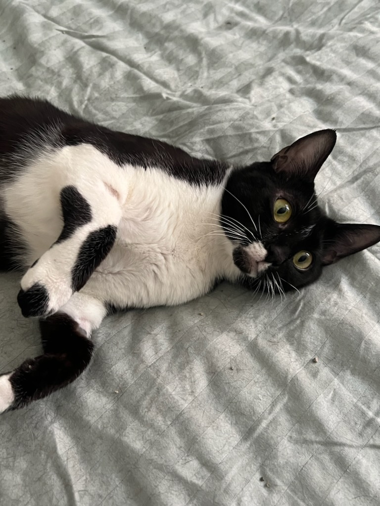 Mouse, Adopted, Young Female Domestic Short Hair.