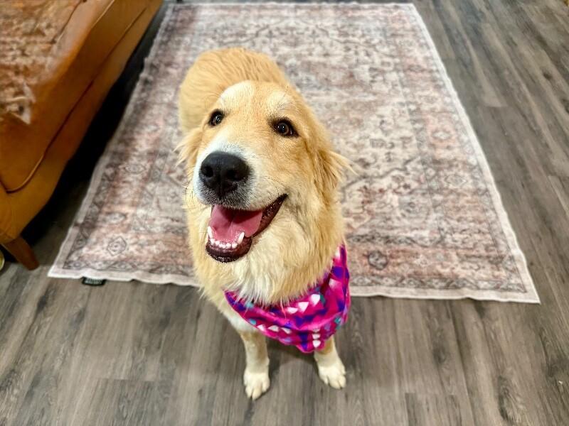 Rapunzel The Perfect Princess