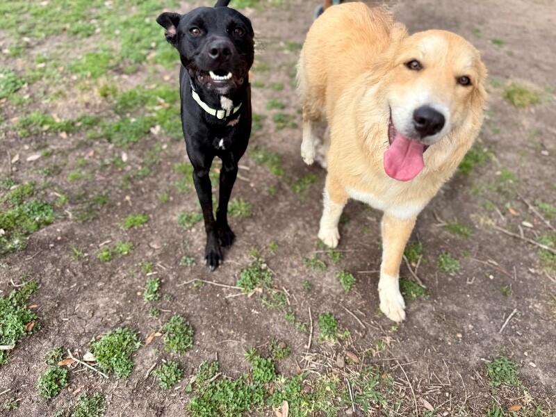 Rapunzel The Perfect Princess — thumbnail 3