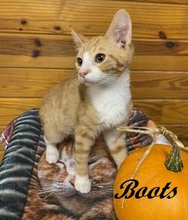 Enlarge Boots, a Adoptable Tabby in Southern Pines, NC image 3/3