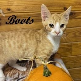 Enlarge Boots, a Adoptable Tabby in Southern Pines, NC image 1/3