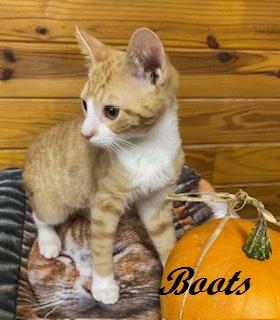 Enlarge Boots, a Adoptable Tabby in Southern Pines, NC image 2/3