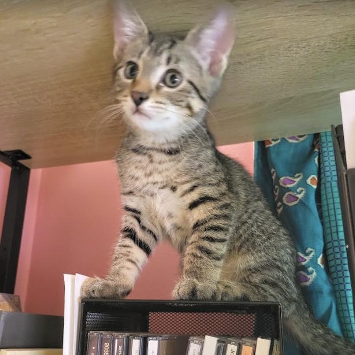 Maraschino, a Adoptable Domestic Short Hair in Rochester, NY image 4/4