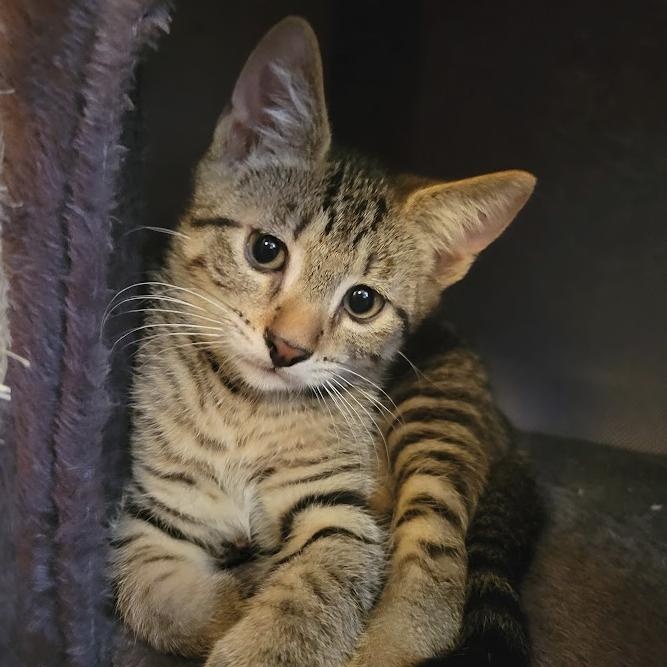 Maraschino, Adoptable, Kitten Male Domestic Short Hair.