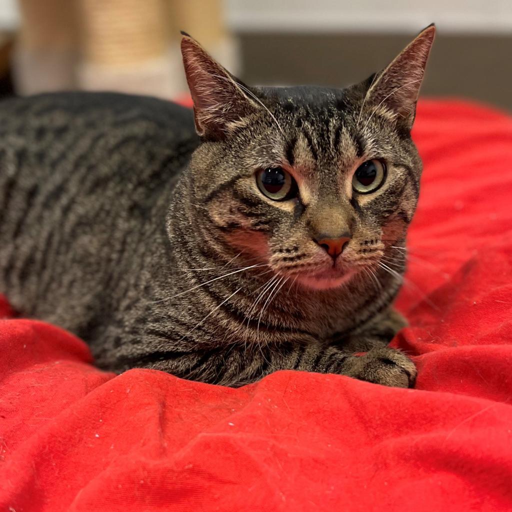 Enlarge Shadow, a Adoptable Domestic Short Hair in East Hampton, NY image 1/6