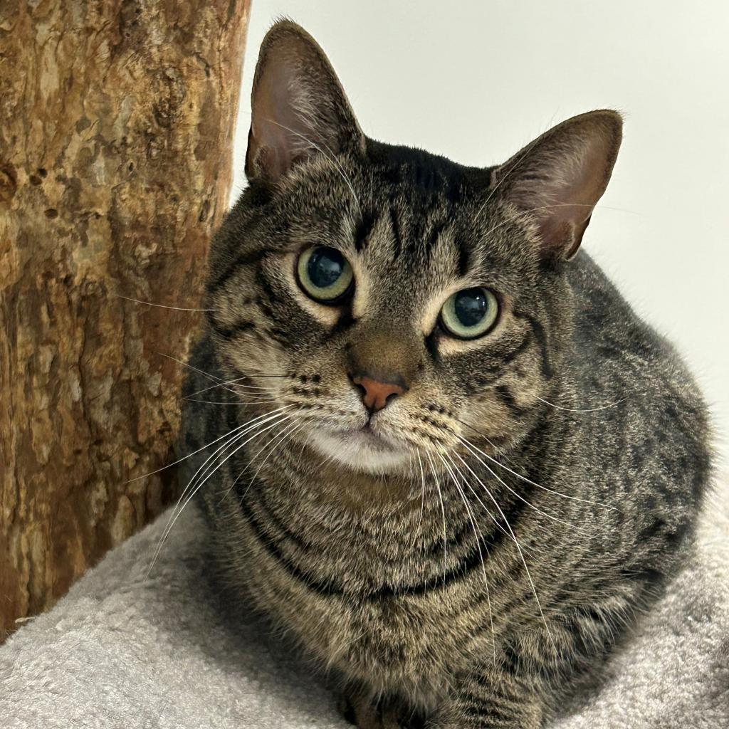Enlarge Shadow, a Adoptable Domestic Short Hair in East Hampton, NY image 2/6