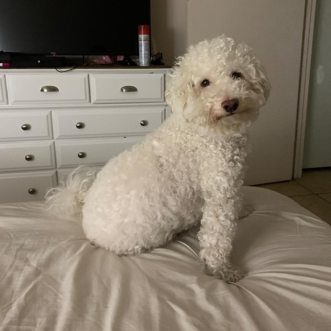 Jasper , ADOPTABLE, Adult Male Miniature Poodle.
