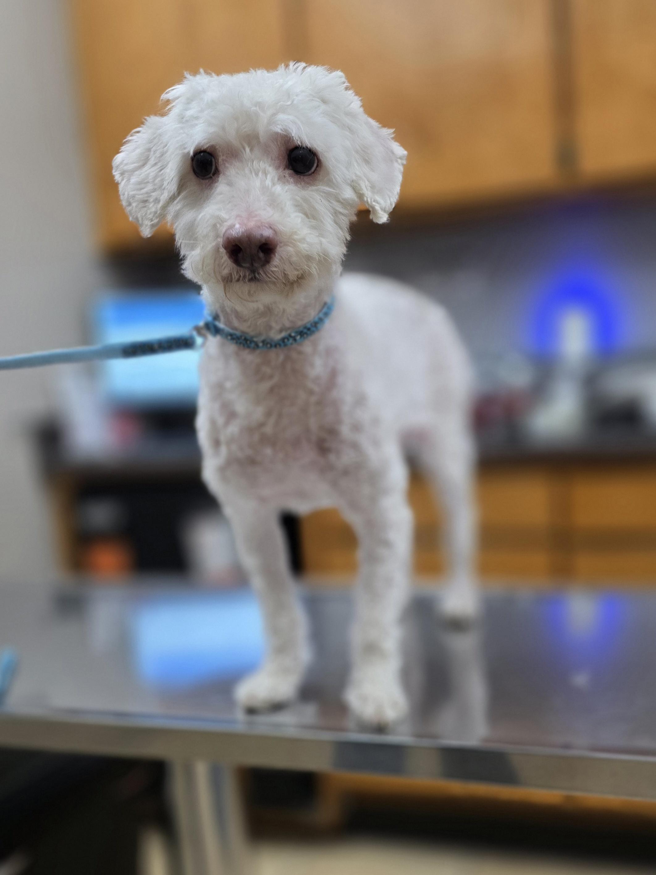 Enlarge Jasper , a ADOPTABLE Miniature Poodle in Clovis, CA image 3/6