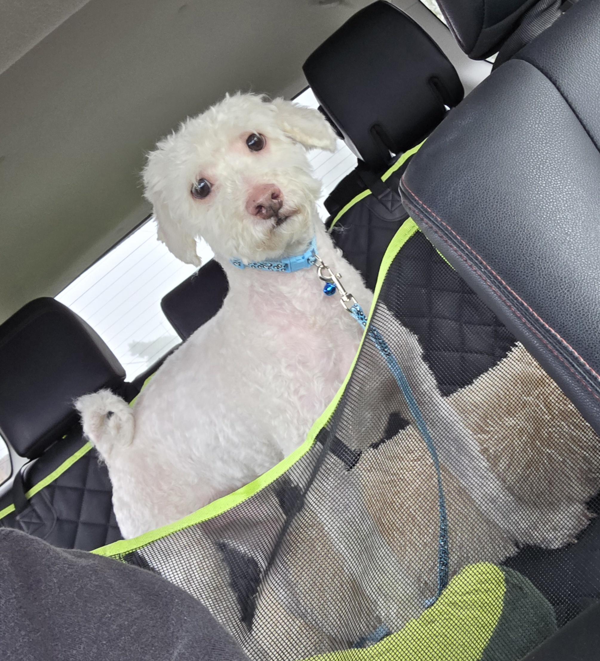 Enlarge Jasper , a ADOPTABLE Miniature Poodle in Clovis, CA image 4/6