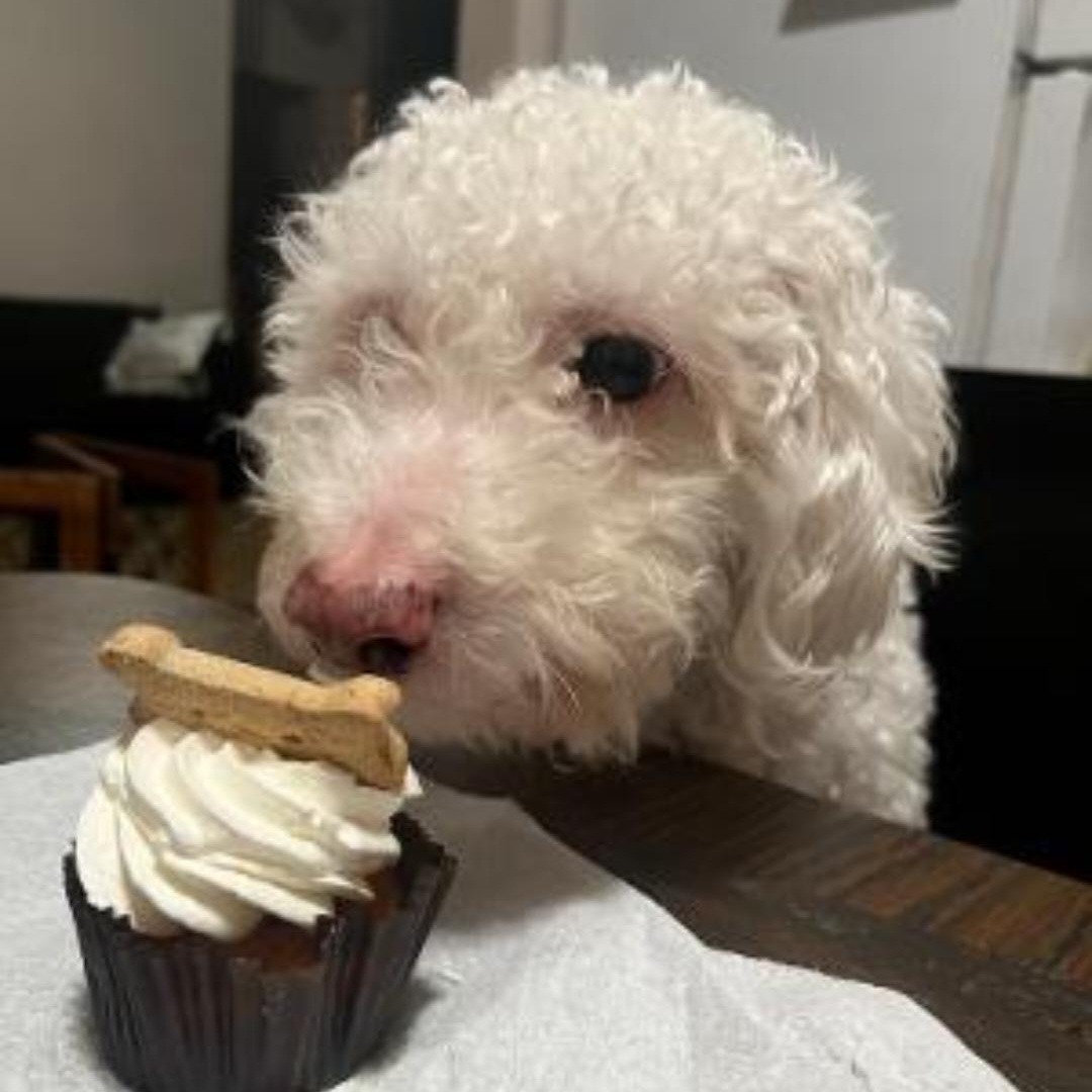 Enlarge Jasper , a ADOPTABLE Miniature Poodle in Clovis, CA image 5/6