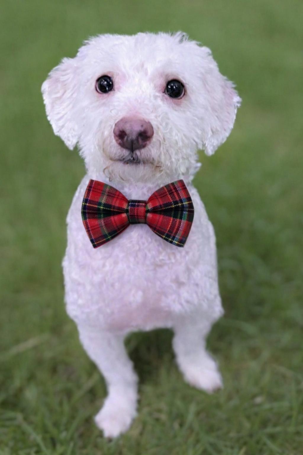 Enlarge Jasper , a ADOPTABLE Miniature Poodle in Clovis, CA image 2/6