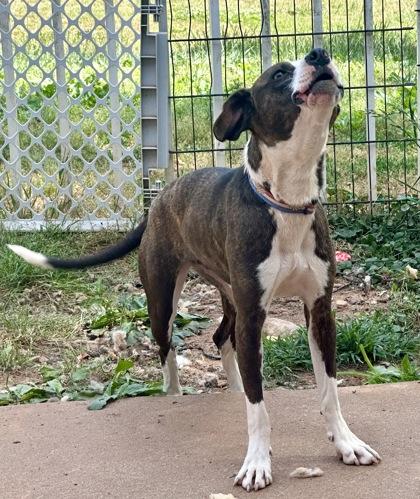 Harlow, Adoptable, Young Female Beagle & Mixed Breed.