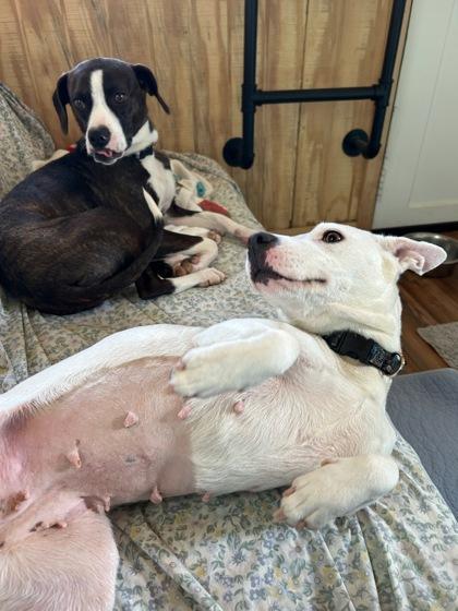 Enlarge Harlow, a Adoptable mixed breed in Wilkesboro, NC image 2/3