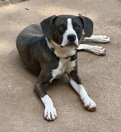 Enlarge Harlow, a Adoptable mixed breed in Wilkesboro, NC image 3/3