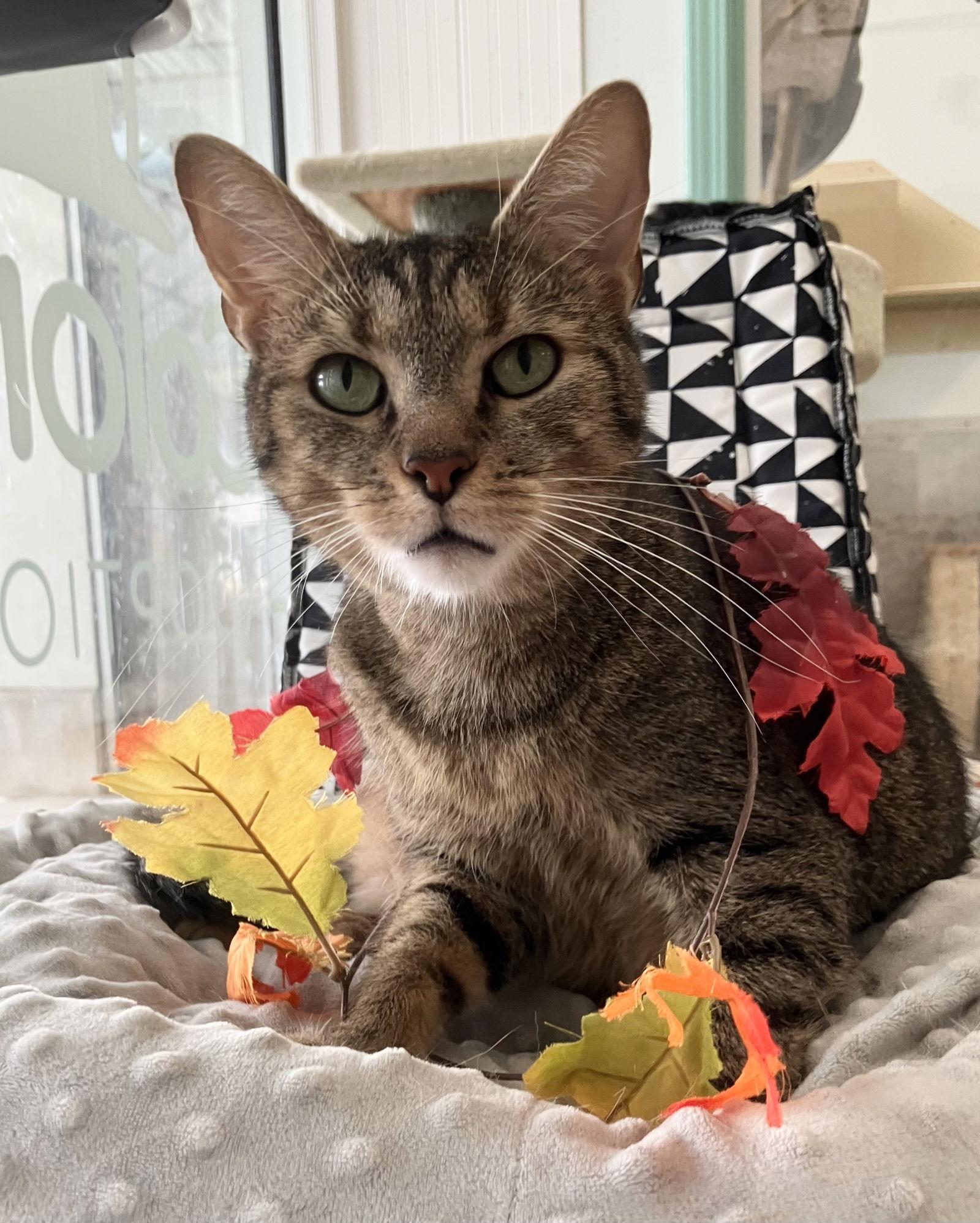 Metro  Kbc thumbnail 3