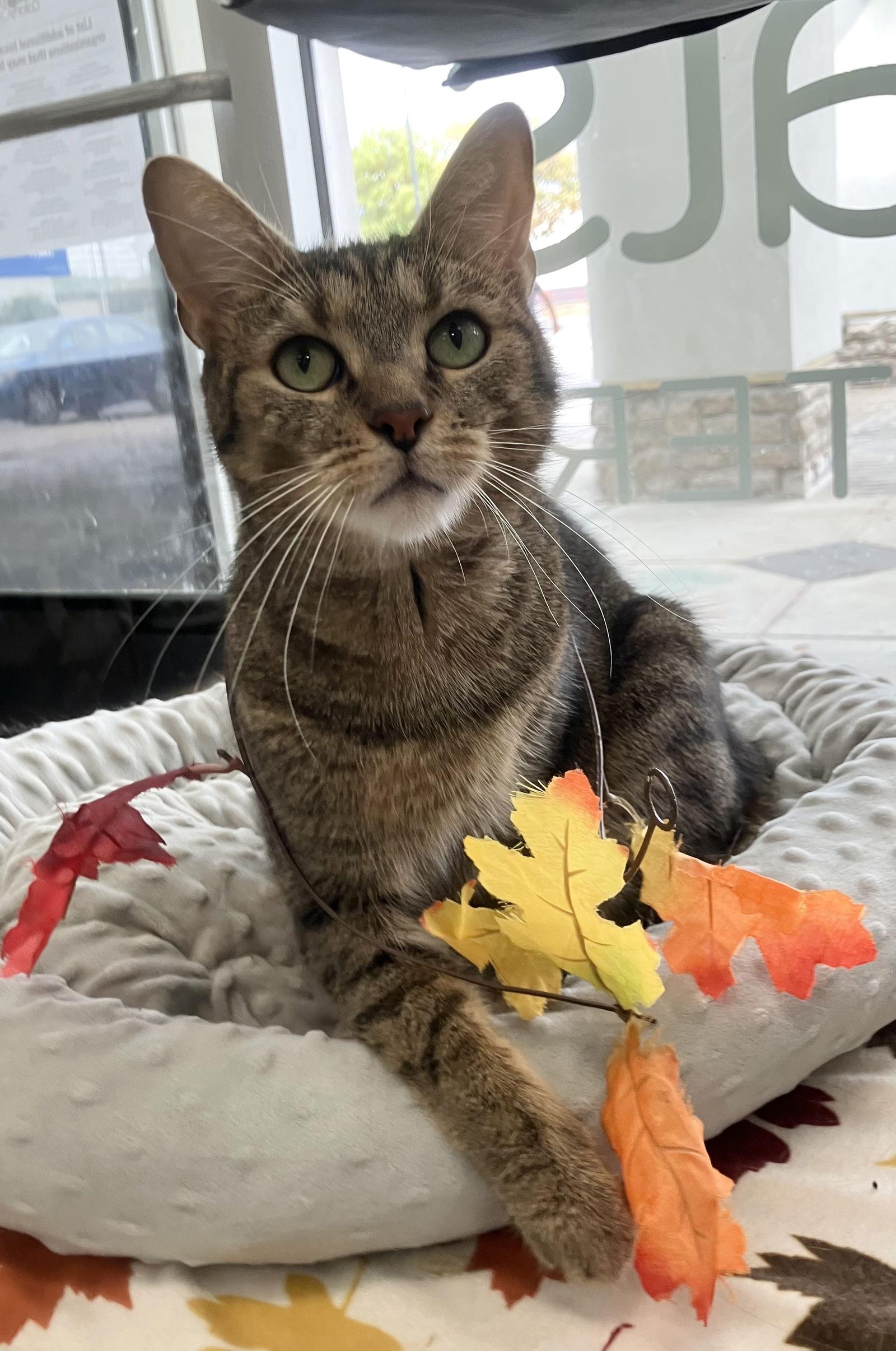 Metro  Kbc thumbnail 4