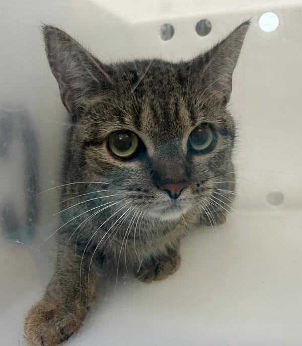 Enlarge Brook, a Adoptable mixed breed in Staten Island, NY image 1/1