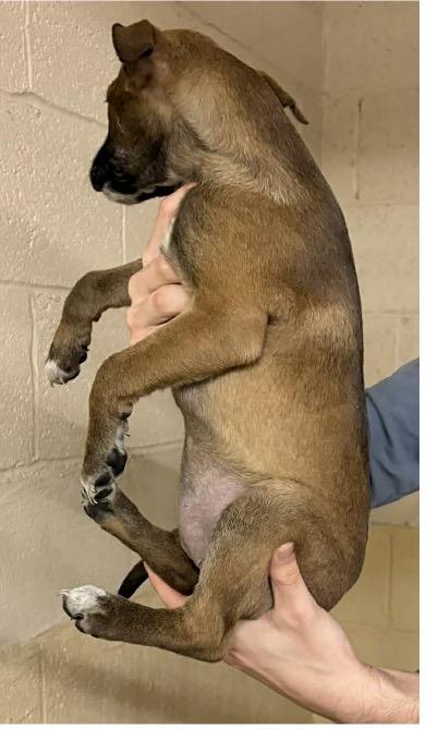 Enlarge MOLLY, a ADOPTABLE mixed breed in Waverly, TN image 1/2