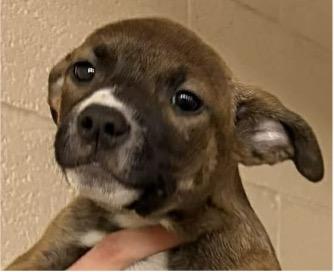 Enlarge MOLLY, a ADOPTABLE mixed breed in Waverly, TN image 2/2