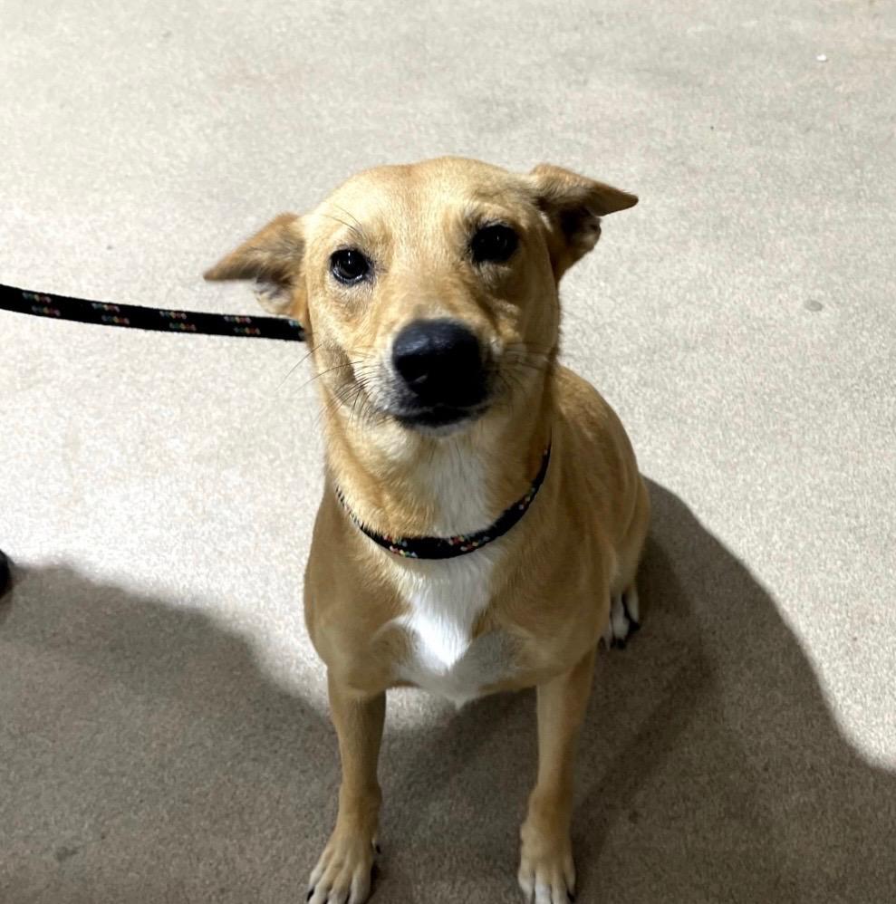 Enlarge Mimi, a ADOPTABLE mixed breed in Gainesville , VA image 4/4
