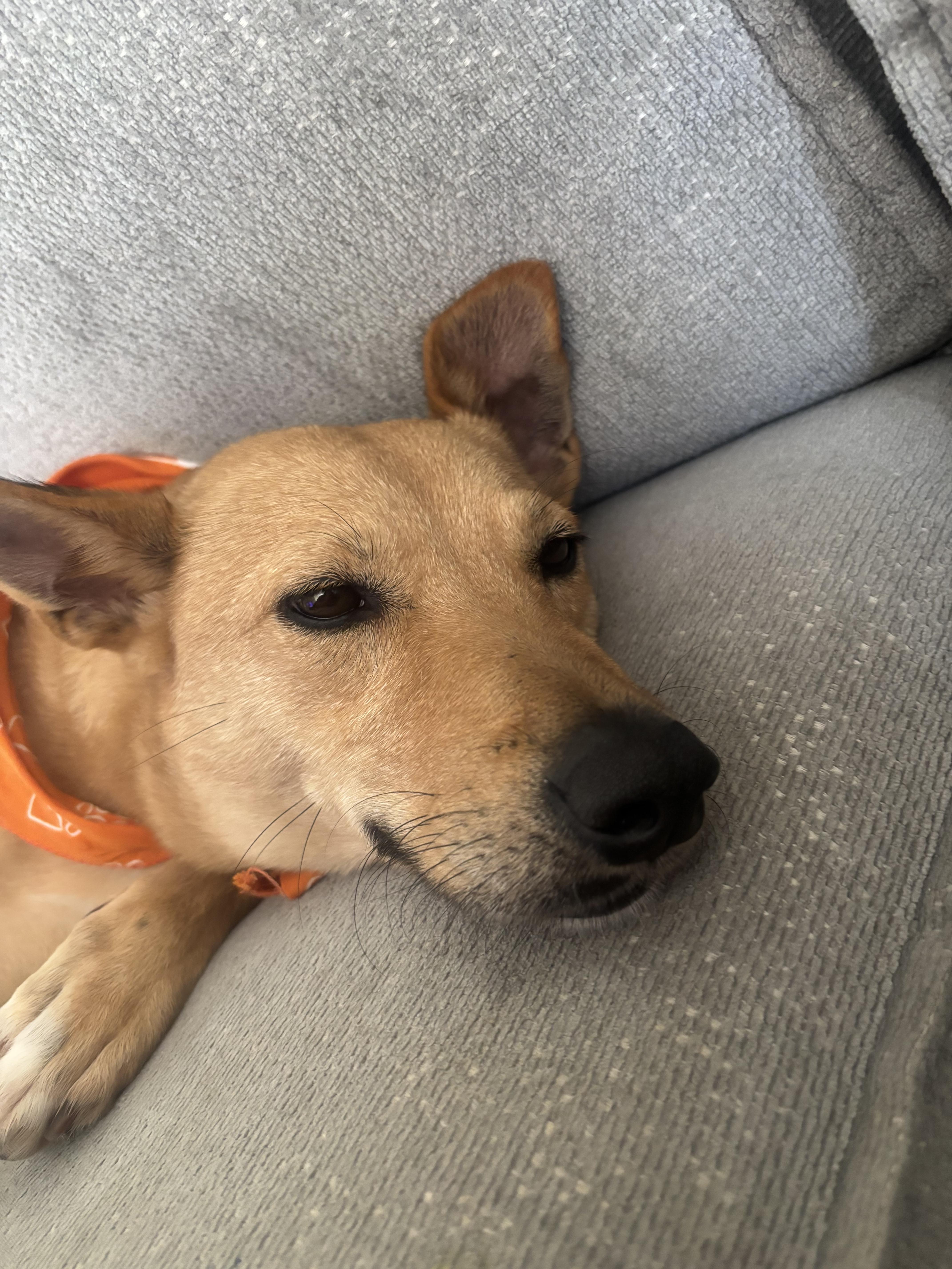 Enlarge Mimi, a ADOPTABLE mixed breed in Gainesville , VA image 3/4